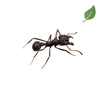 hormiga hormigas acromyrmex hor